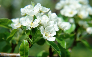White flower branch green leaves 2 - domirinic fegallia free wallpaper