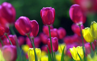 Pink yellow tulips green stems 5 - tulip free wallpaper