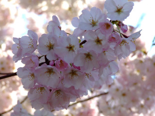 Close up flowers tree branch - a sky background in the background free wallpaper