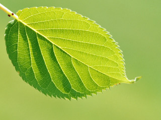 Green leaf thin stem blurry 2 - free nature wallpaper