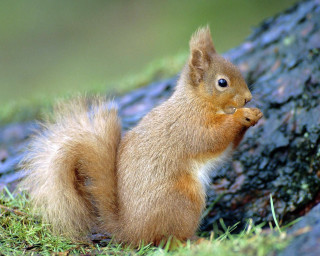 Squirrel eating camera blurry background - its mouth free wallpaper