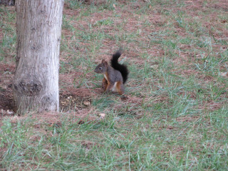 Squirrel standing next to tree 2 - the grass and grass free wallpaper