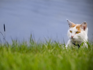 Serious cat sitting grass blue - serious free wallpaper