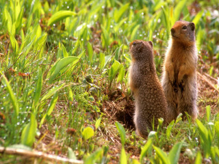 Small animals field grass dew - dew free wallpaper