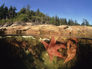 Starfish swimming water rocky shore 4 - ecological art free wallpaper