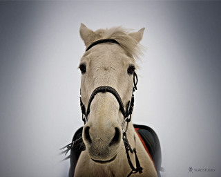 White horse black bridle sad 2 - a white horse free wallpaper