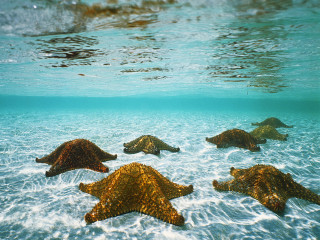 Starfish swimming ocean sunlight person - sunlight free wallpaper