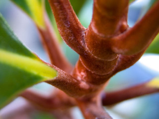 Tree leaves blurry background macro - macro len free wallpaper