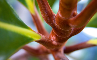 Tree branch green leaves brown 3 - macro len free wallpaper