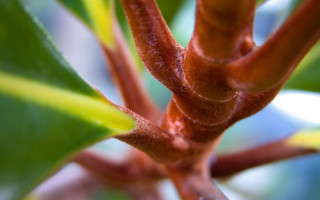 Tree branch green leaves brown 2 - macro len free wallpaper