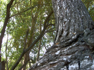 Bird perched tree branch woods 7 - the wood free wallpaper for desktop