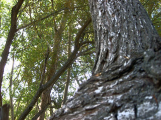 Bird perched tree branch woods 6 - the wood free wallpaper