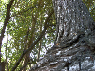 Bird perched tree branch woods 3 - detailed free wallpaper for desktop