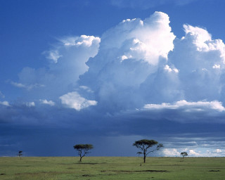 Cloud field trees grass giraffes 2 - a large cloud free wallpaper