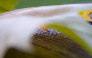 Flower pencil center green leaf 2 - david budd free wallpaper