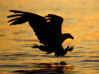 Bird flying water sunset dawn - sunset free wallpaper