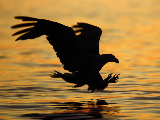 Bird flying water sunset dawn 5 - sunset free wallpaper