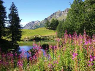 Lake forest flower mountain sky - a mountain range in the background free wallpaper
