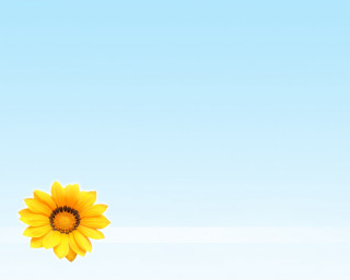 Yellow flower blue sky white 3 - a blue sky background free wallpaper
