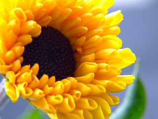 Sunflower blue sky green stem 5 - a green stem in the foreground free wallpaper