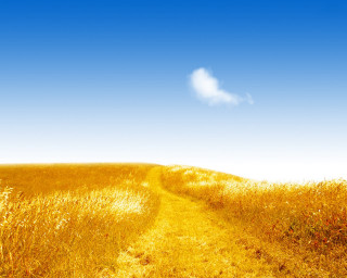 Path tall grass cloud blue - color field free wallpaper