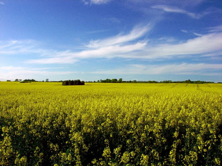 Yellow field blue sky clouds - under a blue sky free wallpaper