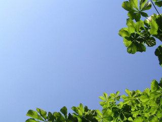 Clear blue sky green leaves - overhead in the distance free wallpaper