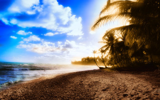 Beach palm tree blue sky 6 - the sand free wallpaper