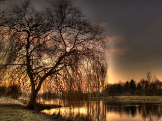Tree water sunset ducks nature 2 - the water free wallpaper