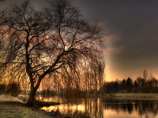 Tree water sunset ducks nature - anton graff free wallpaper