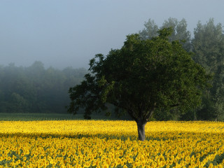 Lone tree sunflowers foggy day 4 - composition free wallpaper