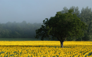 Lone tree sunflowers foggy day 5 - composition free wallpaper