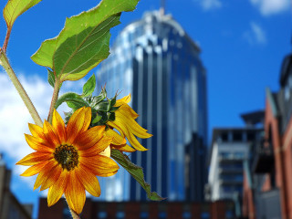 Sunflower city background sunny day 5 - a sunflower free wallpaper