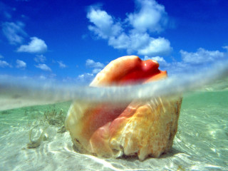 Large shell underwater beach blue 4 - impressionist free wallpaper