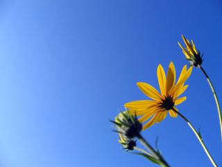 Yellow flowers green planter blue 4 - a couple free wallpaper