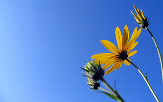 Yellow flower blue sky background 5 - this image free wallpaper