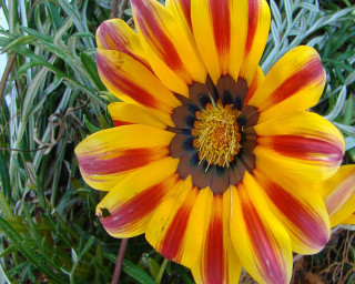 Yellow red flower green leaves 10 - a white wall in the background free wallpaper