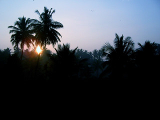 Sunset palm tree birds forest - a few bird free wallpaper