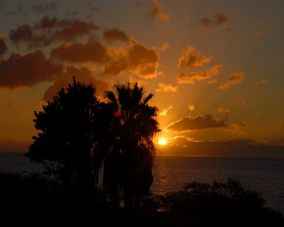 Sunset tree silhouette ocean boat - a boat in the distance free wallpaper