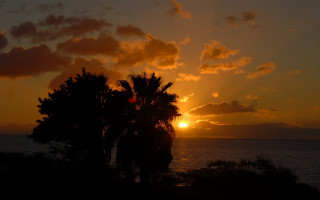 Sunset tree silhouette ocean clouds - against free wallpaper