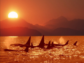 Orca whales sunset ocean mountains - the background and a sun setting free wallpaper