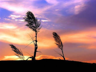 Tree sky clouds background nature - a few branch free wallpaper