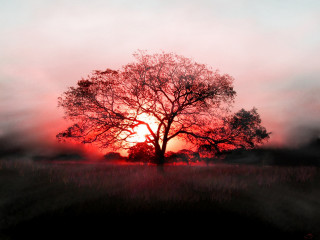 Tree field sunset fog air 7 - the air above free wallpaper