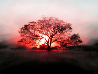 Tree field sunset fog air 8 - the air above free wallpaper