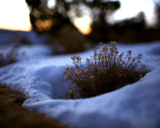 Small plant growing snow covered 3 - a small plant free wallpaper