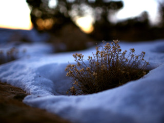 Small plant growing snow covered 5 - a small plant free wallpaper