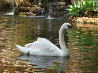 White swan swimming pond waterfall - a green plant in the background free wallpaper