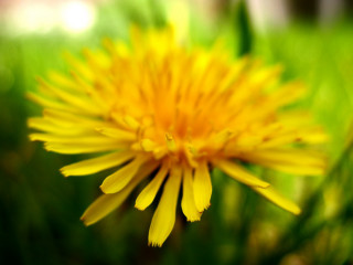 Yellow flower closeup grass blurry 3 - domirinic fegallia free wallpaper