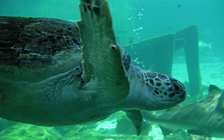 Turtle swimming water fish nearby 3 - nearby free wallpaper