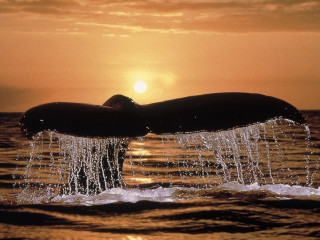 Whale tail sunset ocean background - sunset free wallpaper